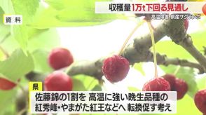 【山形】県産サクランボ収穫量1万トン下回る見通し…高温障害・双子果で　県が支援策案も提示