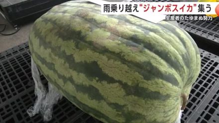 チャンピオンは100キロ超え！　大雨被害乗り越えた「ジャンボスイカ」がずらり　秋田・横手市