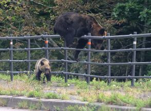 ヒグマ、10年で1万3000頭捕獲　北海道が目標設定　人里周辺の森林で強化