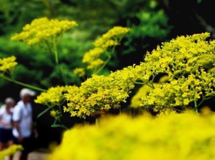 そろり秋の気配　奈良の春日大社万葉植物園でオミナエシ見頃　きょう8月22日は「処暑」