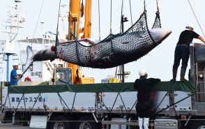 クジラ1頭初水揚げ　釧路沖で商業捕鯨