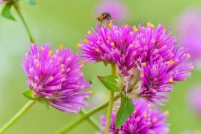 暑さと西日に強い《秋まで花を楽しめる多年草5選》見栄え満点＆ナチュラル