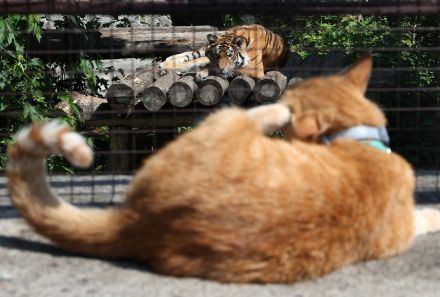 【今日の1枚】トラにネコ ウクライナの動物園