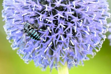 瑠璃色の花に瑠璃色のハチ、熊本・産山でヒゴタイ咲き誇る