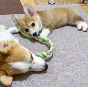 先住犬のおもちゃを何度も奪う新入り子犬が「なかなかの強者」　怒られてもめげない余裕のある表情にクスッ！