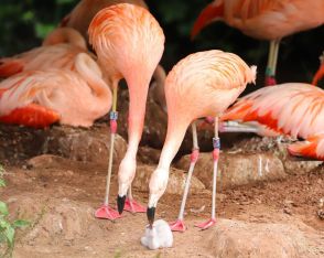 フラミンゴの同性カップルにひな誕生、子育ても一緒に　英動物園