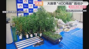 大麻草４００株以上を営利目的で栽培か　大阪・柏原市など６拠点　３．７キロの乾燥大麻も保管