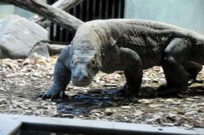 かわいい顔の「生きた恐竜」コモドドラゴン、東山動植物園で公開へ