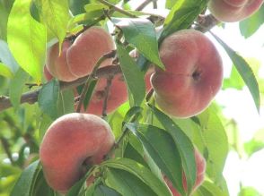 孫悟空も食べたという幻のモモ　「蟠桃」の収穫始まる　岐阜県高山市