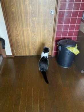 猫がけなげに「扉を開けて」と訴えていたワケ　友達思想いの心温まる一コマが話題に「優しいねえ」