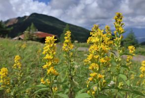 高原にひと足早い秋の花々　標高2000メートルをゆっくり散策