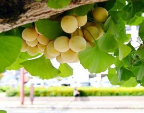 酷暑に小さな秋の気配　佐賀県庁前のギンナン、色づき始め