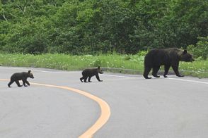 人里に出没する熊の目撃情報が絶えません…運転中に熊に出会った際の対処法は？ 身を守るためには車外に出ないことが肝心です