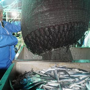 北海道でサンマ豊漁「初水揚げ量が昨年の140倍」にはトリック…庶民の魚は食卓に戻ってくる？