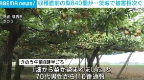 収穫直前の梨約840個 13万円相当盗まれる 茨城で被害相次ぐ