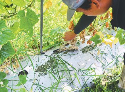 想定外の「野菜で被害」　大発生の果樹カメムシ　収量への影響懸念