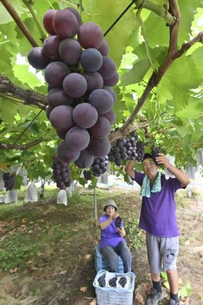 甘くて大粒「あづましずく」　福島県オリジナルブドウ、郡山で収穫始まる