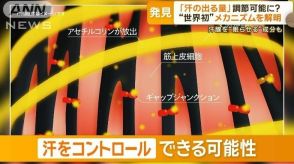 「汗の出る量」コントロール可能に？　世界初のメカニズム解明　汗腺を眠らせる成分も