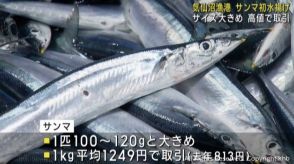 秋の味覚サンマ　気仙沼に初水揚げ　この時期として大きめ１００～１２０グラム