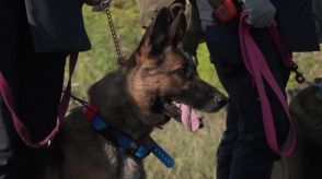 大好きな犬と地雷原に立ち向かう、ウクライナの女性ドッグトレーナー