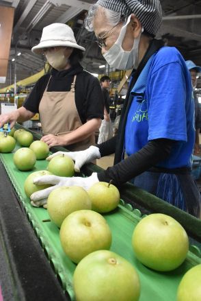 「大きさも甘さも抜群の出来」、秋芳梨の出荷始まる