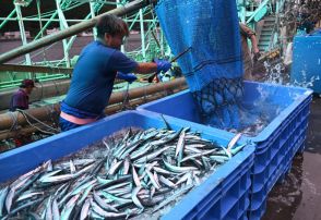 銀色に輝く40トン　三陸沿岸でサンマ初水揚げ　「昨年より大きい」