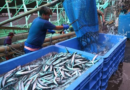 銀色に輝く40トン　三陸沿岸でサンマ初水揚げ　「昨年より大きい」