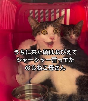 過呼吸持ちの母猫、怯えて「シャー！」と猫パンチで攻撃…過酷な“保護猫”動画が108万回再生の反響