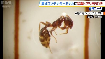 大阪・夢洲でまた　ヒアリ約600匹見つかる　6月にも550匹発見　万博会場から道路挟んだコンテナターミナル