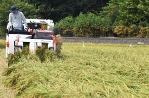 「ふくまる」初収穫　生産者「収量多い」　茨城県オリジナル品種米　ひたちなか