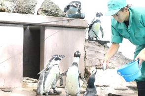 地表は４９度…ミストシャワーでペンギンに涼を　川崎の動物園、「気持ちよさそう」効果を実感