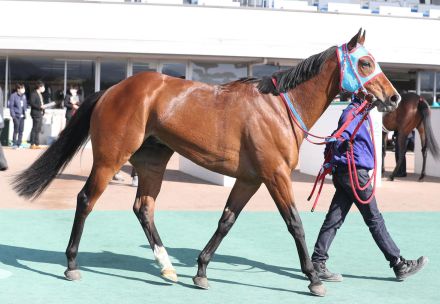 【毎日ベスト３】日刊スポーツDB班が選ぶ土曜午後から買いたい馬ベスト３