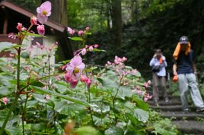 かれんな花にうっとり　栃木・太平山自然公園でシュウカイドウ見頃　今月いっぱい