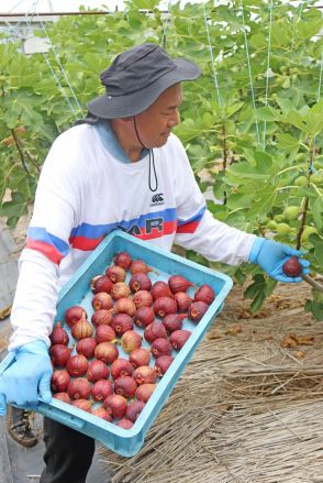 真っ赤に熟した特産イチジク、収穫ピーク　農家おすすめの食べ方とは　京都府城陽市