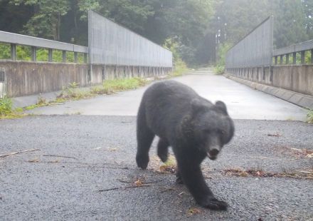 過疎化による「人の撤退」で増えるクマ被害　目指すのは「共生」ではなく「棲み分け」