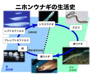 ウナギの産卵回遊行動を解明 完全養殖技術確立に貢献へ 近畿大学