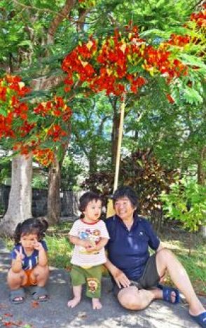 「種が土に落ちて発芽しているものも」　街路樹のホウオウボクが開花　孫たちと木陰で涼む　名護市