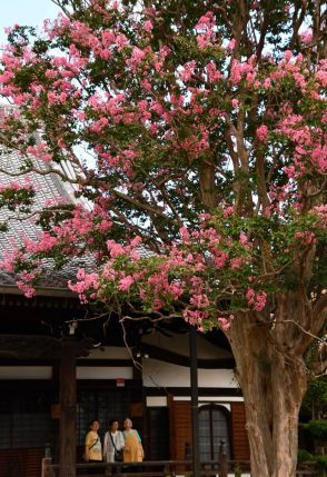 夏空に映えるピンク色、サルスベリ満開　岐阜市の真性寺