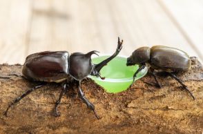 「家で飼ってるカブトムシ、増えすぎたから売っていい？」　個人が昆虫販売するのに許可は不要…注意点は？