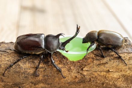 「家で飼ってるカブトムシ、増えすぎたから売っていい？」　個人が昆虫販売するのに許可は不要…注意点は？