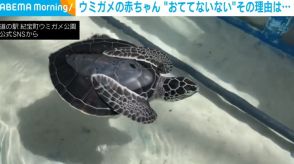 隠れ上手なウミガメの赤ちゃん!? “独特なスタイル”で水の上を漂う姿に「可愛いの極み」「お散歩しているみたい」と反響