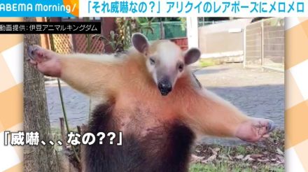 アリクイがのそ～っと仁王立ち 飼育員から大事なものを守る姿に「威嚇…なの??」「ハグしてくれるんじゃないの～」と反響