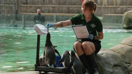 順番に並べるかな？ ロンドン動物園で恒例の身体測定