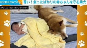 赤ちゃんに優しく寄り添う柴犬の“尊い姿”が「これは悪者も近づけまい」「頼れるボディーガード!!」と話題