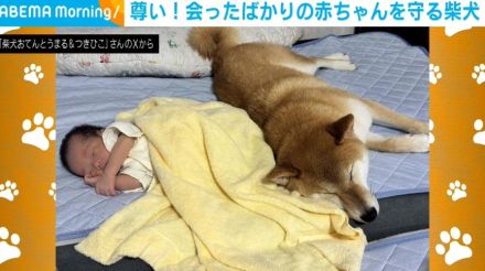 赤ちゃんに優しく寄り添う柴犬の“尊い姿”が「これは悪者も近づけまい」「頼れるボディーガード!!」と話題