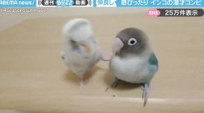 インコの漫才コンビ！？ ボケとツッコミの絶妙な掛け合いに「面白すぎて何度もリピート」「最高で最強コンビ」と大反響