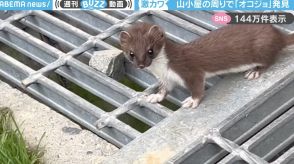 「激カワ天使が野生におるんか…」山小屋で撮影されたオコジョの姿に「ありえんほどかわいく進化した謎の生き物」と反響