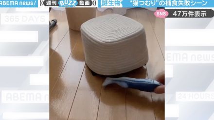 カゴに入った黒猫が、カタツムリのようにうごめく姿に「猫つむり可愛すぎ！」「カムフラージュしてるの笑えるw」と大反響