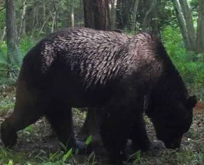 「いったい、なんで…」対策班リーダーが語った、“もっぱら肉食”の怪物ヒグマ「OSO18」への違和感〈4年間で66頭もの牛を襲う〉