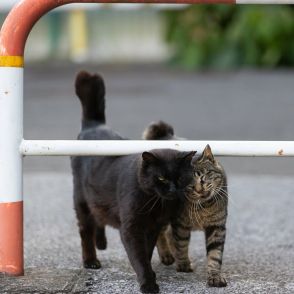 猫だって相思相愛「ベタベタするなよ」「だって好きニャんだもん」【沖昌之】